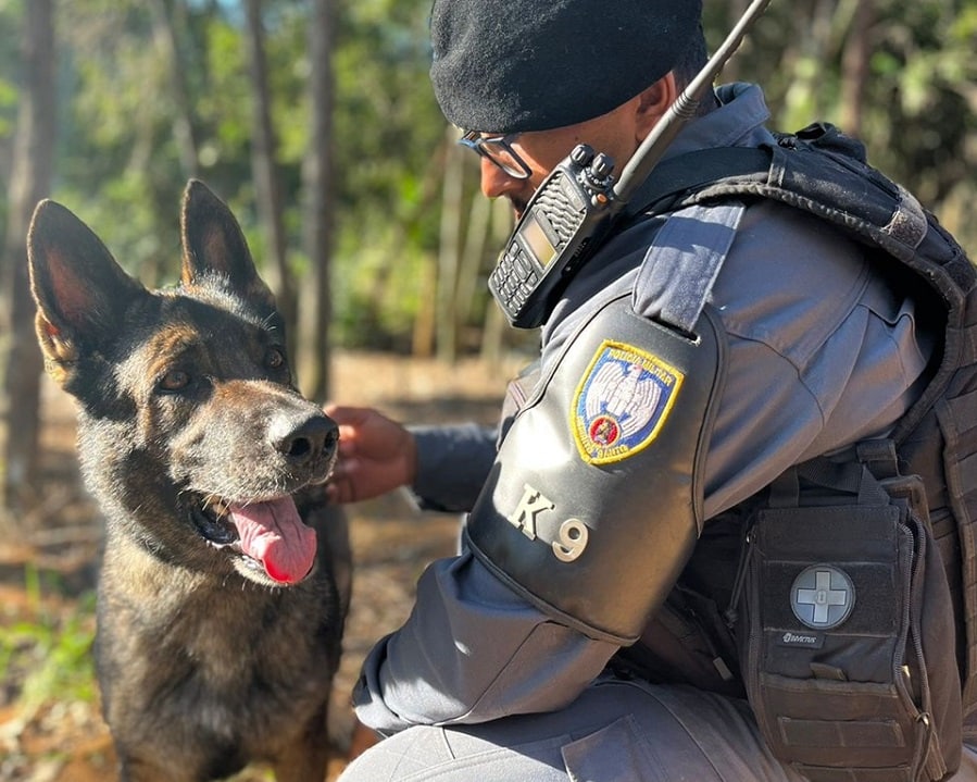 C Es Farejadores Da Pm Batem Recorde De Apreens Es No Esp Rito Santo