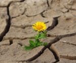 Finitude – Morte – Vida