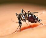 Brasil já tem mais de 3 milhões de casos de dengue em 2024