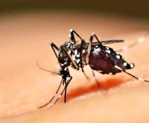 Dengue: Cachoeiro registra alta de casos e Estado pede atenção A foto mostra Aedes Aegypti transmissor de diversas doenças
