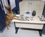 Polícia Militar apreende maconha, cocaína e crack na Grande Vitória