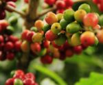 Cooperativa do ES pretende expandir venda de cafés especiais na Amazon em 2023