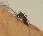 Entenda quais os perigos da Chikungunya, causada pelo Aedes Aegypti