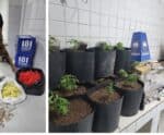 PMES apreende mais de 600 pinos de cocaína, armas e pés de maconha