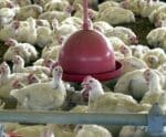 Ministério da Agricultura confirma gripe aviária em granja no Brasil Gripe aviária