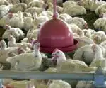 Agricultura confirma estado de emergência zoossanitária por gripe aviária