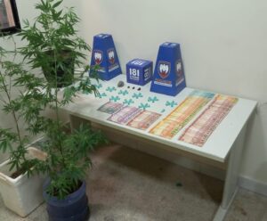 PM apreende pés de maconha em duas residências de Guarapari pés de maconha