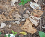 Ossada humana é encontrada em Castelo