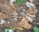 Ossada humana é encontrada em Castelo