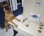 Com auxílio de cães, militares apreendem drogas na Grande Vitória