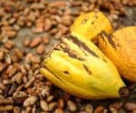 Linhares recebe 1º Cacau Fest, festival de chocolate com música