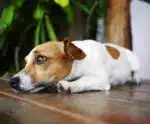 Pets podem sofrer com ansiedade: saiba reconhecer os sinais