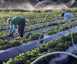 Agricultura