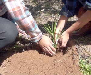 Conheça filmes que serão exibidos na 11ª Mostra de Vídeos Ambiental mãos manunseiam plantinha na terra