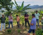 Projeto incentiva adoção de Sistemas Agroflorestais (SAF) em propriedades do ES