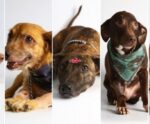 Sábado (27) tem evento de adoção e cinema pet, de graça, em Vila Velha