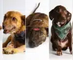 Sábado (27) tem evento de adoção e cinema pet, de graça, em Vila Velha