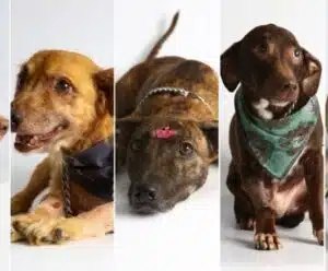 Sábado (27) tem evento de adoção e cinema pet, de graça, em Vila Velha animais para adoção em Vila Velha