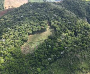 PM Ambiental encontra área de Mata Atlântica desmatada em Muniz Freire