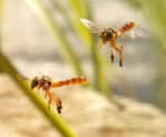 Senar lança curso sobre captura de abelhas sem ferrão