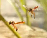 Senar lança curso sobre captura de abelhas sem ferrão