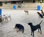 Agressão a animais: punição para quem maltratar pode ficar mais severa no ES