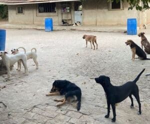 SOS Patas e Mãos pede ajuda para os animais de abrigo de Cachoeiro Animais do abrigo