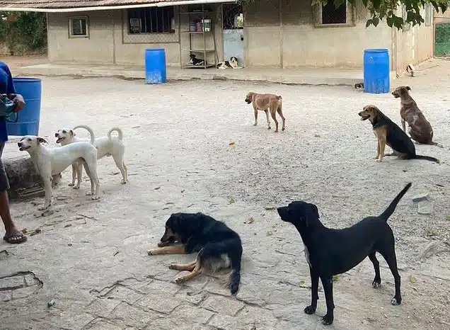 Animais do abrigo