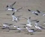 Mais 5 casos de influenza aviária são confirmados em aves silvestres