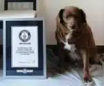 Cachorro mais velho do mundo completa 31 anos, segundo o ‘Guinness World Records’