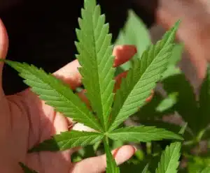 A nova fronteira do agronegócio brasileiro: cânhamo Na imagem, a mão segura uma folha de cânhamo.