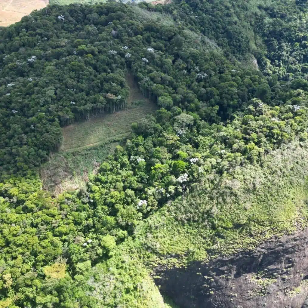 PM Ambiental encontra área de Mata Atlântica desmatada em Muniz Freire
