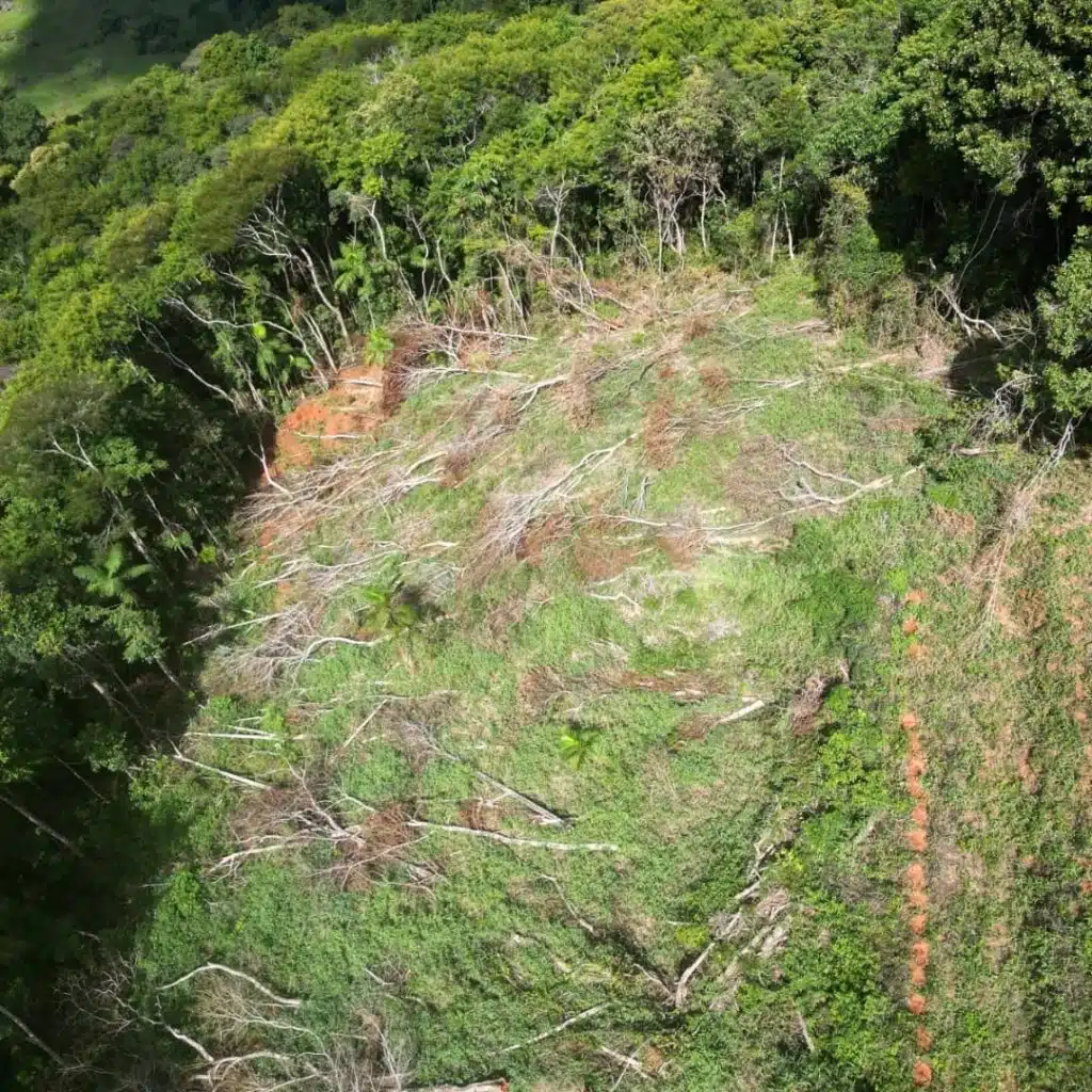 PM Ambiental encontra área de Mata Atlântica desmatada em Muniz Freire