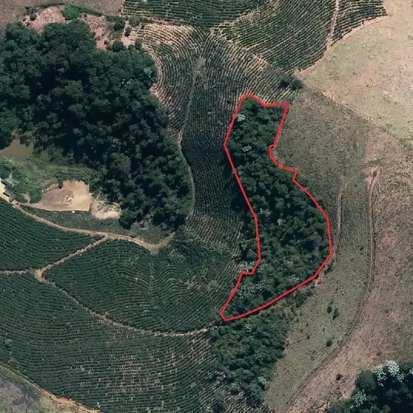 Produtor rural é multado em mais de R$ 7 mil após desmatar área de Mata Atlântica em Muniz Freire