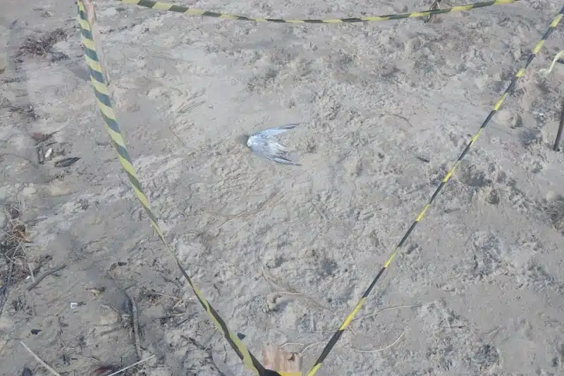 gripe aviária em Anchieta