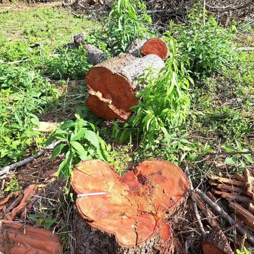 Polícia Militar realiza ações contra crimes ambientais em Muniz Freire e Ibitirama