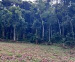 Polícia Militar realiza ações contra crimes ambientais em Muniz Freire e Ibitirama