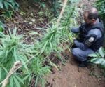 PM apreende 17 pés de maconha em cafezal no interior de Irupi