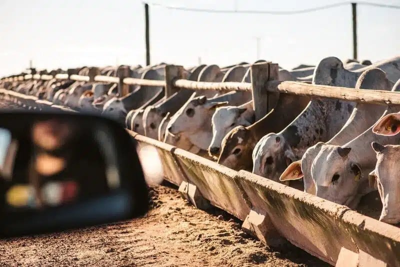 Varias vacas comendo a ração no coxo.