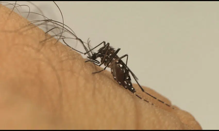 Mosquito em cima de um braço