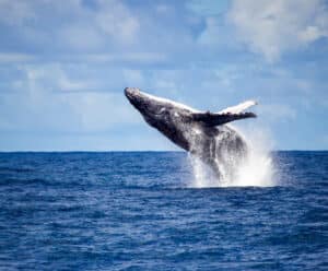 baleia jubarte no oceano