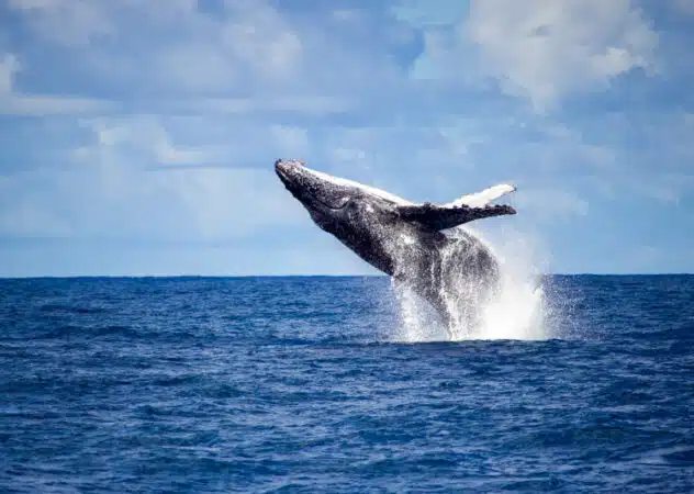 baleia jubarte no oceano