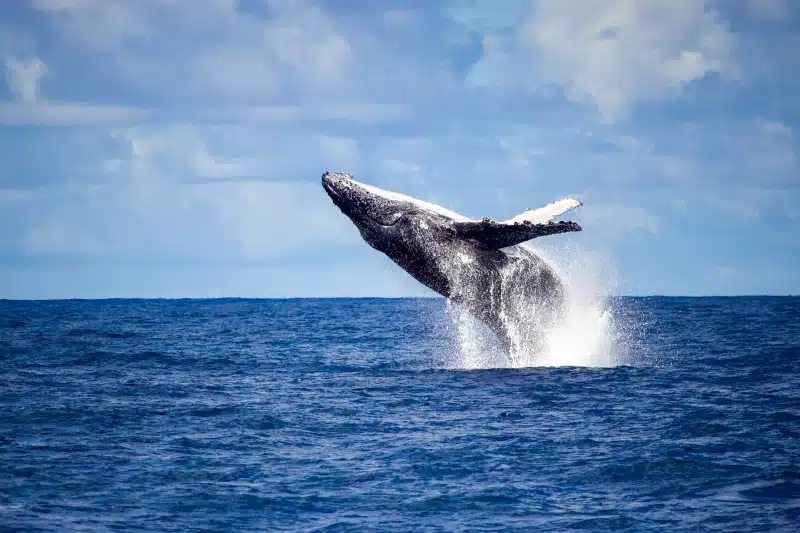 Turismo de natureza