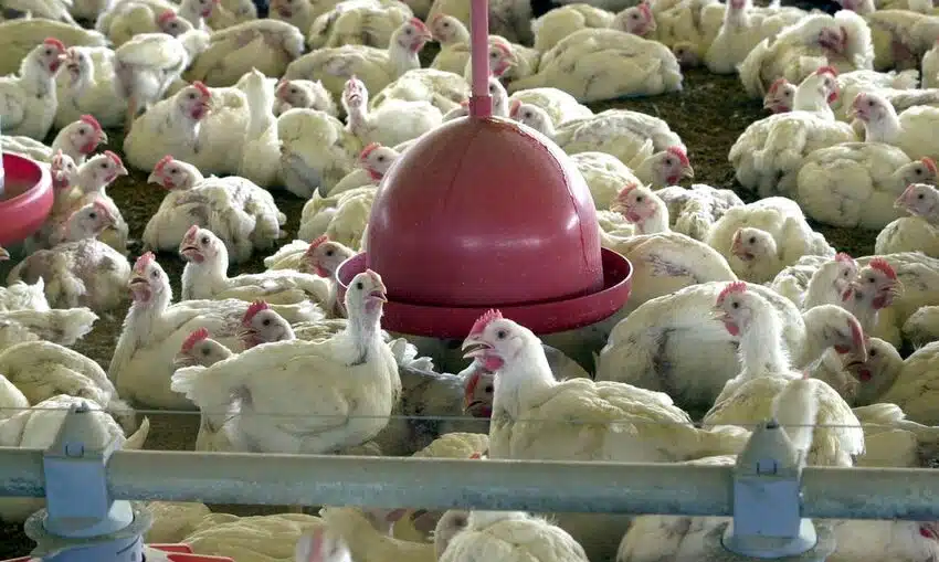 Frangos dentro de uma granja