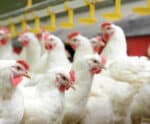 AVES amplia divulgação de informações sobre a Influenza Aviária no ES