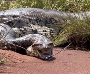 Sucuri expele cobra da mesma espécie: pesquisadora do Butantan vê canibalismo sucuri gigante regurgitando cobra