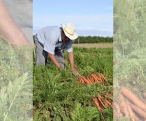 Na imagem, um produtor rural está no campo cuidando da plantação de cenoura.