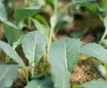 Itapermim: agricultores podem se credenciar no CAF para crédito rural