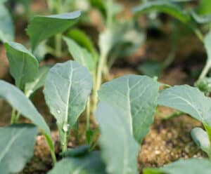 Agricultor do ES é condenado por uso de agrotóxico sem receita Agricultor uso de agrotóxico