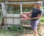 Onça-pintada ataca porca no interior de Domingos Martins